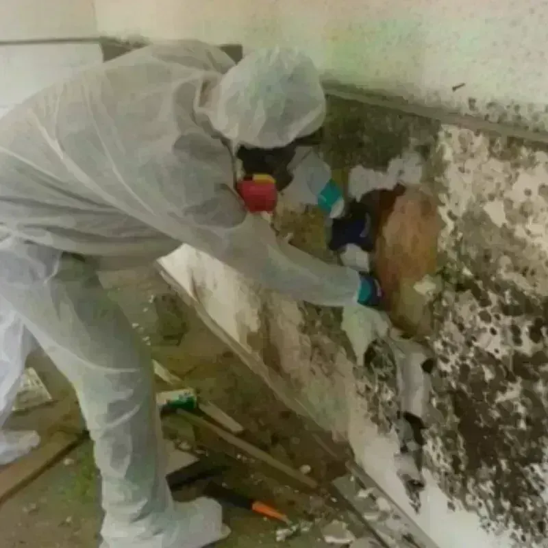 Mold Remediation and Removal in Newport, IN